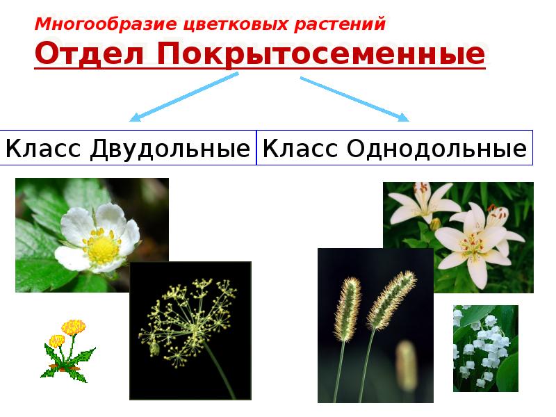 Покрытосеменные состоят из. Отдел Покрытосеменные цветковые. Семейство цветковых покрытосеменных. Таблица многообразие растений покрытосеменных цветковых. Разнообразие цветов.