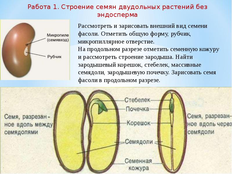 Строение семени тест 6. Эндосперм в семени фасоли. Семя двудольного растения эндосперм. Семена двудольных растений с эндоспермом. Внешнее строение семени двудольного растения.