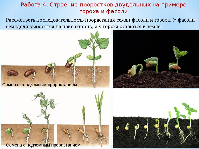 Определите последовательность развития растения. Семена гороха семядоли. Семядоли у ростка фасоли. Проросток огурца семядоли. Прорастание семян семядоли.