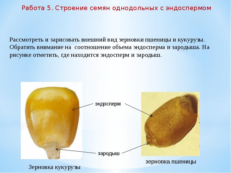 Отличие семени. Строение зерновки кукурузы. Строение зерновки пшеницы внешний вид. Строение семени. Строение семени с эндоспермом.