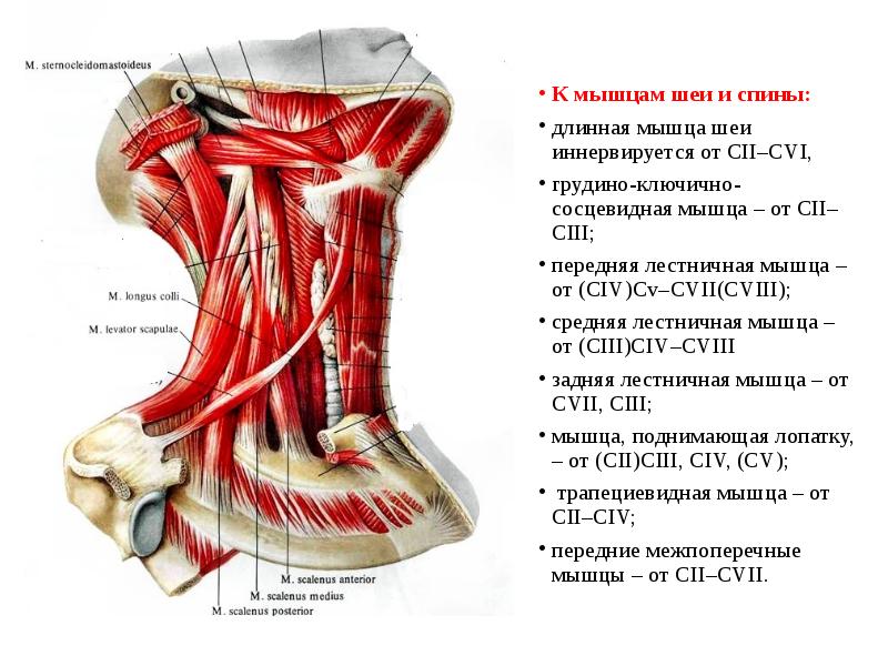 Передняя лестничная мышца шеи анатомия