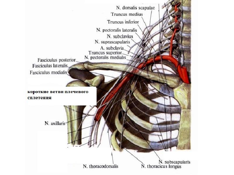 N suprascapularis