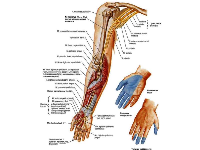 Срединный нерв руки где находится фото
