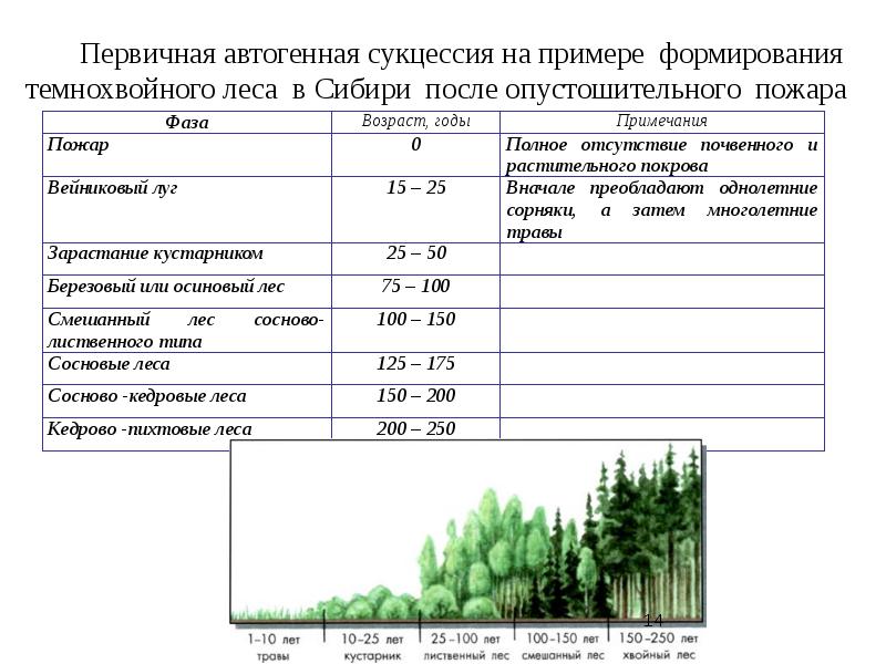 Динамика экосистем презентация 11 класс