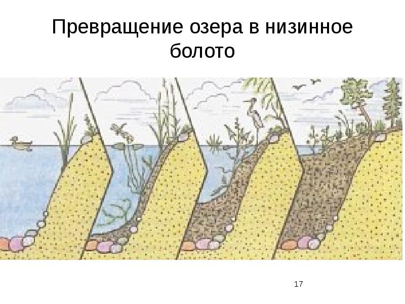 Образование болот схема