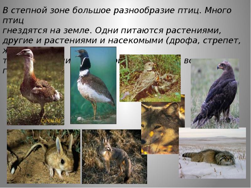 Разнообразие птиц презентация. Разнообразие птиц. Большое разнообразие птиц. Разнообразие птиц в степи. Разнообразие птиц проект.