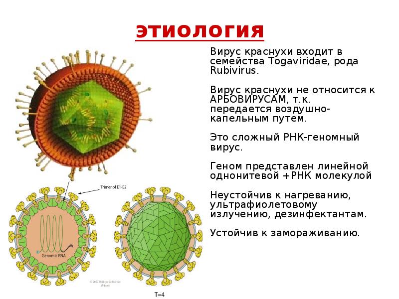 Тогавирусы вирус краснухи презентация