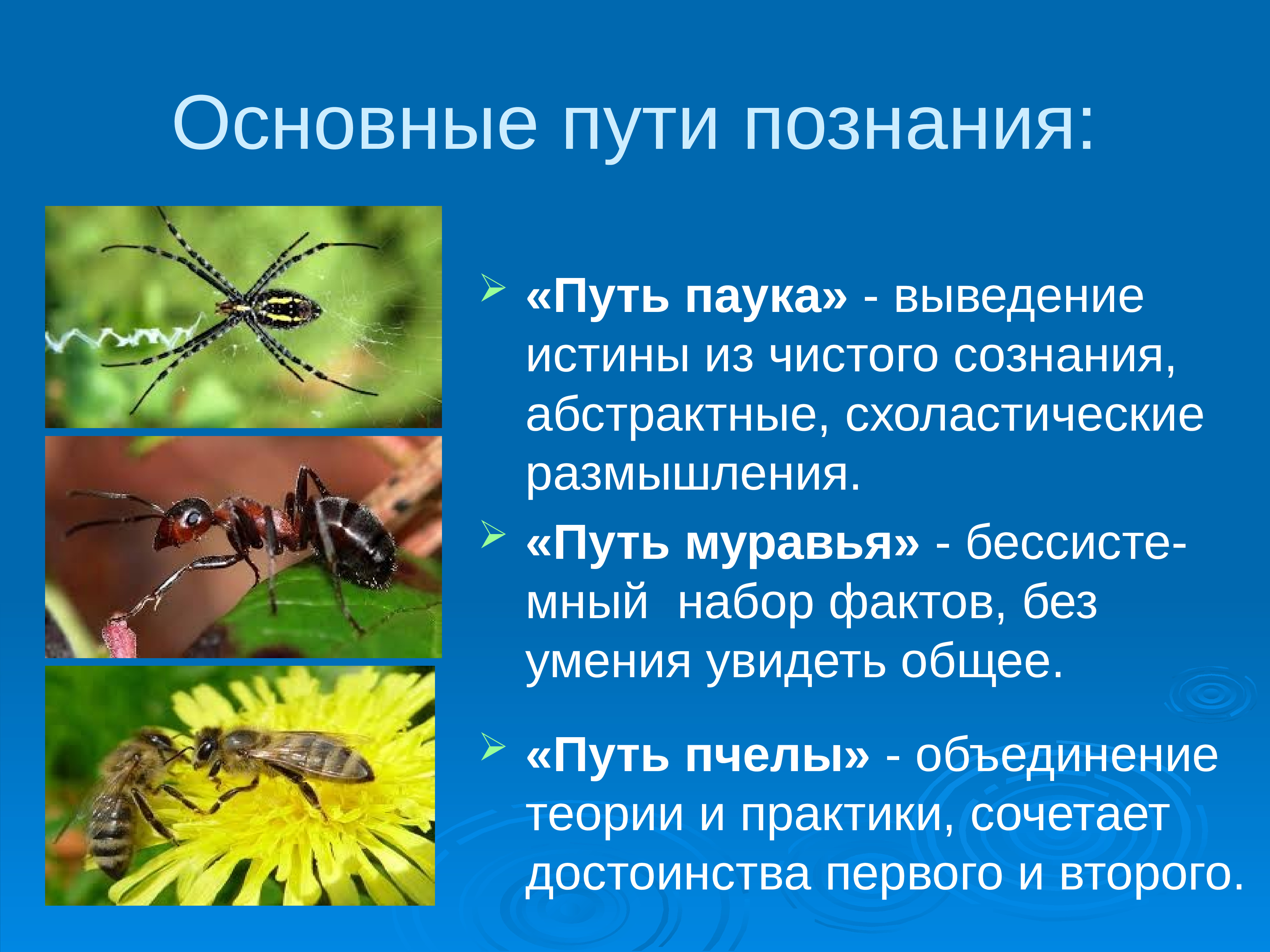 Пути познания. Путь пчелы муравья и паука. Путь паука философия. Познание путем паука путем муравья путь пчелы. Познание путем паука путем муравья путь пчелы примеры.