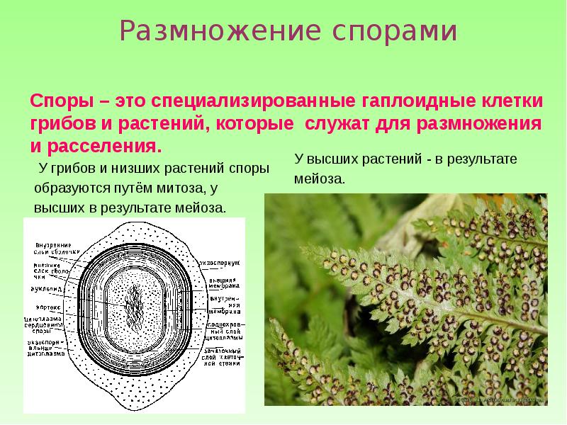 Прямое и непрямое развитие организмов презентация