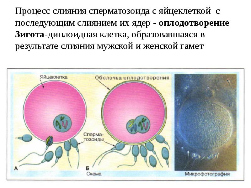 Размножение и развитие человека презентация