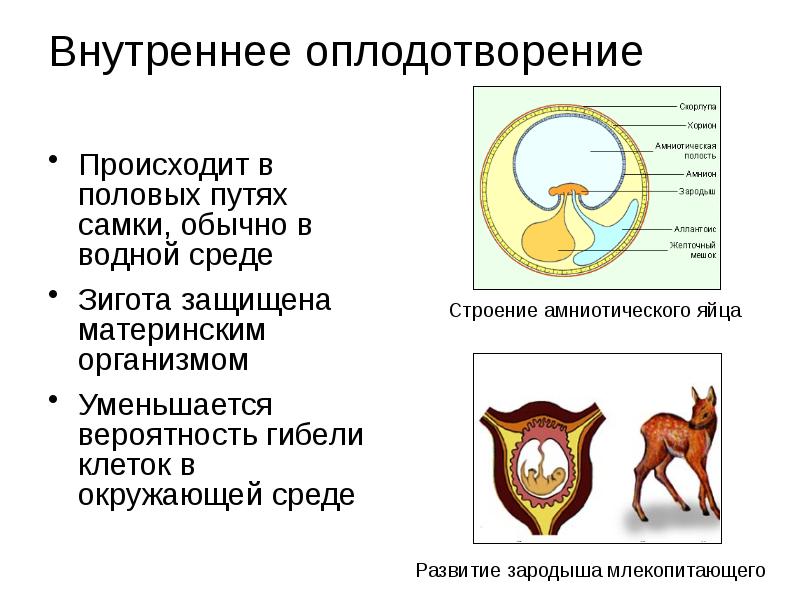 Размножение и развитие человека презентация