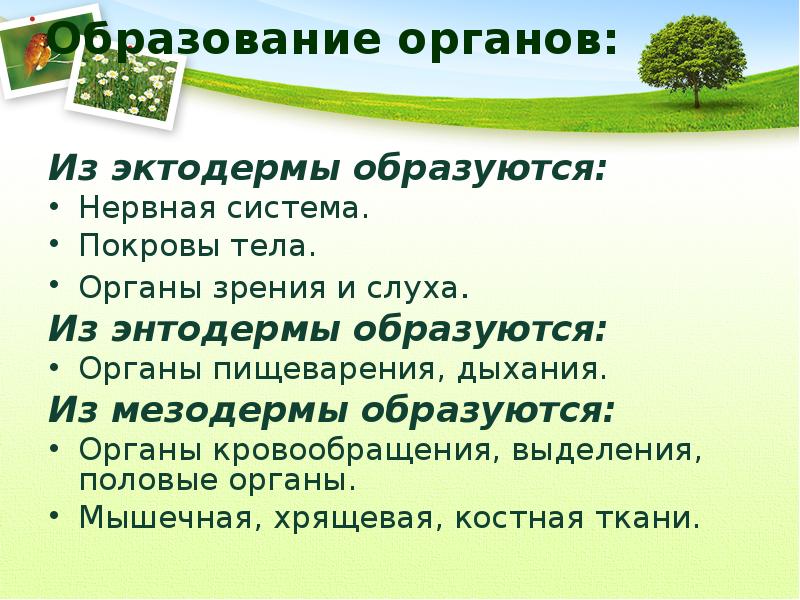 Размножение и развитие организмов презентация, доклад