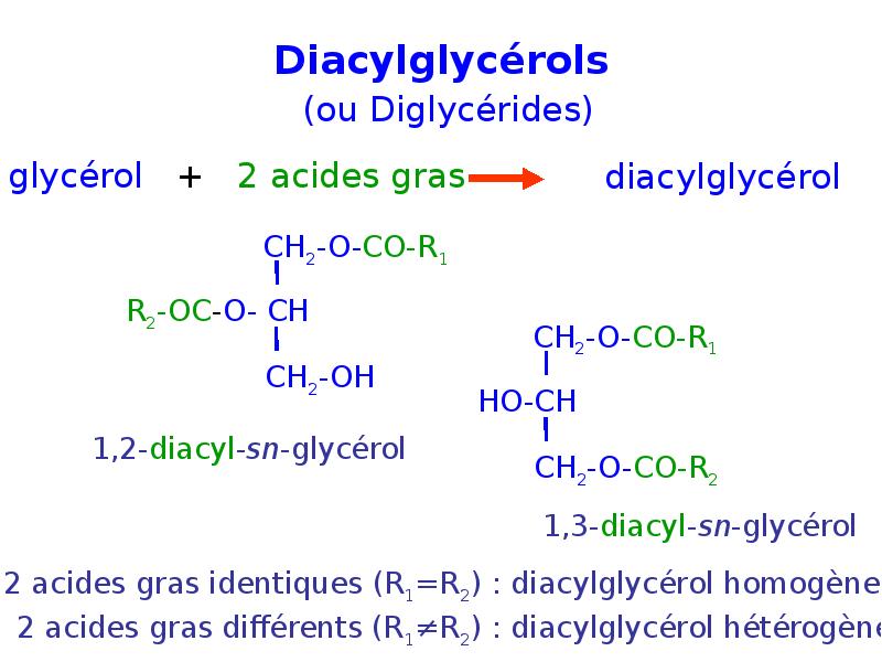 Diacylglycérols (ou Diglycérides) Diacylglycérols (ou Diglycérides)