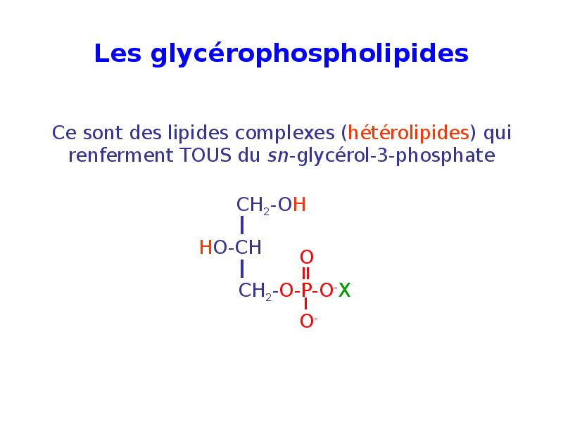 Les glycérophospholipides Les glycérophospholipides