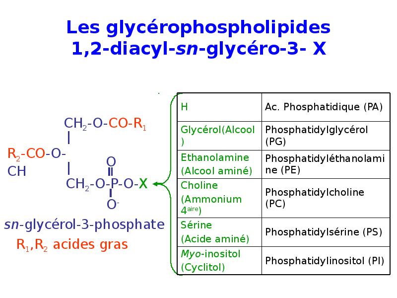 Les glycérophospholipides 1,2-diacyl-sn-glycéro-3- X Les glycérophospholipides 1,2-diacyl-sn-glycéro-3- X