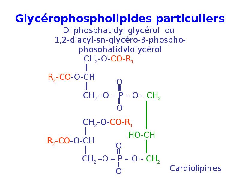 Glycérophospholipides particuliers Glycérophospholipides particuliers