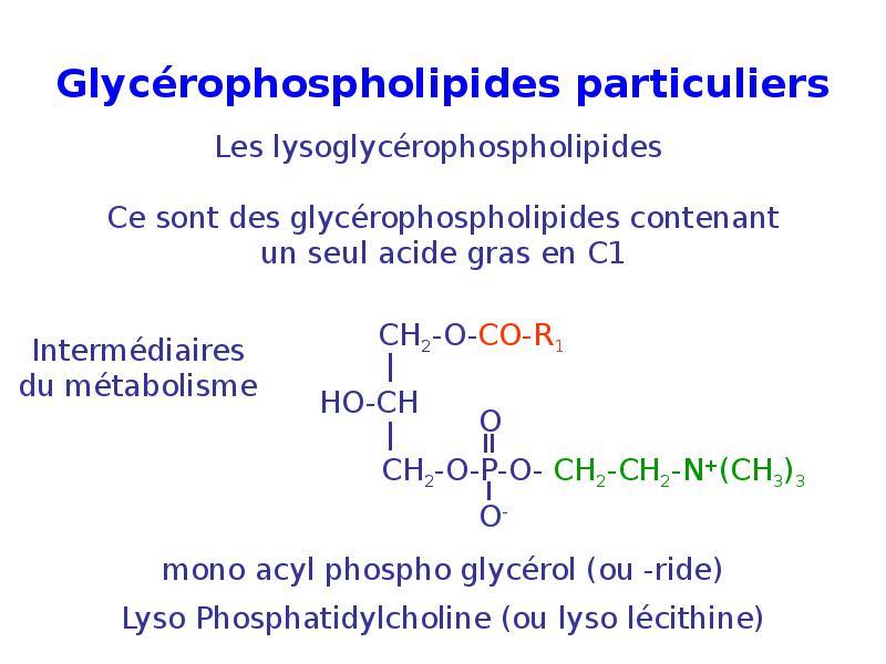 Glycérophospholipides particuliers Glycérophospholipides particuliers