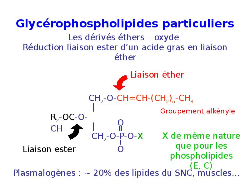 Glycérophospholipides particuliers Glycérophospholipides particuliers