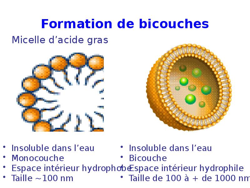Formation de bicouches Formation de bicouches