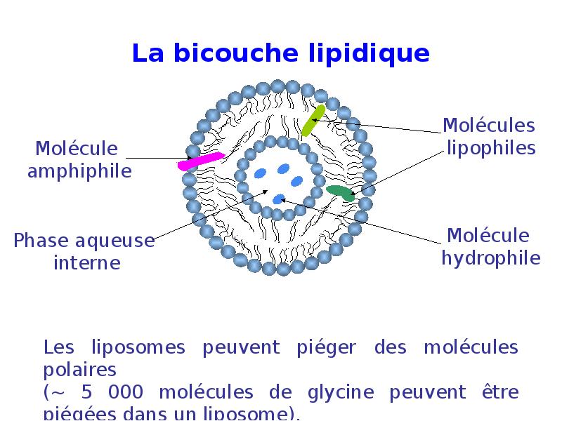 La bicouche lipidique La bicouche lipidique
