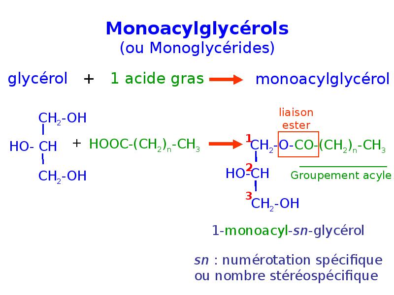 Monoacylglycérols (ou Monoglycérides) Monoacylglycérols (ou Monoglycérides)