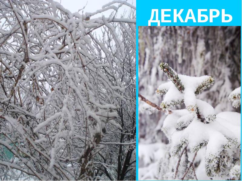 Фото месяцев года. Грудень месяц. Декабрь картинка с подписью. Месяца года фото. Здравствуй грудень.