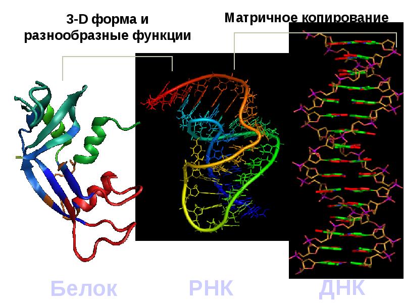 Отличия рнк. Функции белка в ДНК. Функция белков в ДНК. Белок и ДНК роль. Отличие ДНК от белка.