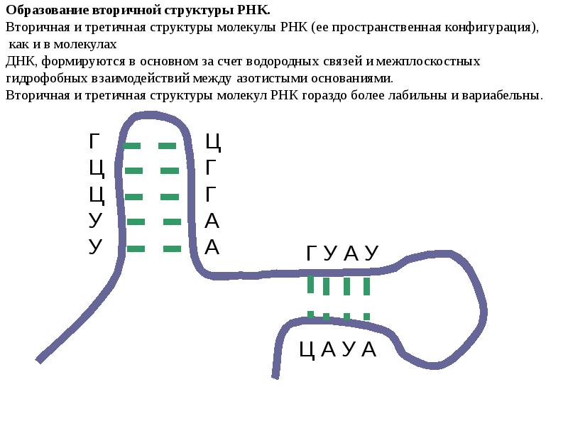 Пространственная структура рнк