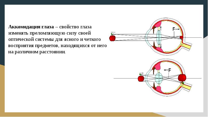 Двойная аккомодация