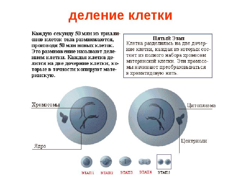 5 стадий деления клетки. Деление. Деление клетки человека. Этапы деления клетки. Как делится клетка.