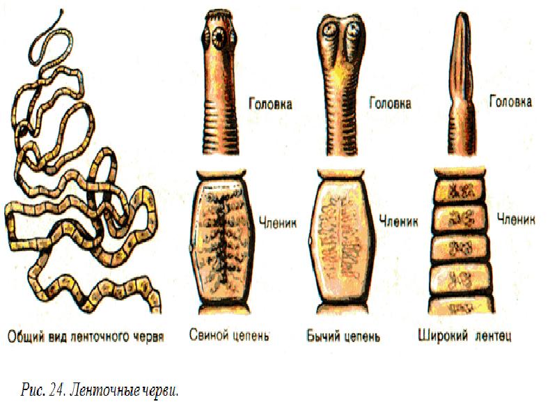 Ленточные черви презентация