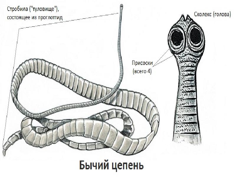 Ленточный червь рисунок