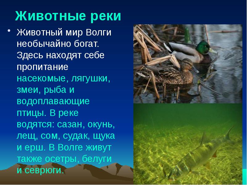 Животные реки
Животный мир Волги необычайно богат. Здесь находят себе пропитание Животные реки
Животный мир Волги необычайно богат. Здесь находят себе пропитание