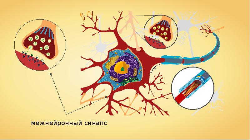 Схема строения межнейронного синапса