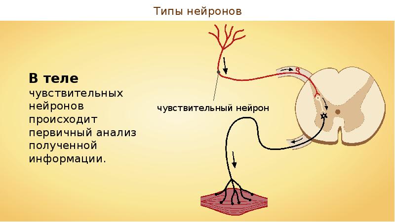 Чувствительный нейрон двигательный нейрон центр слюноотделения