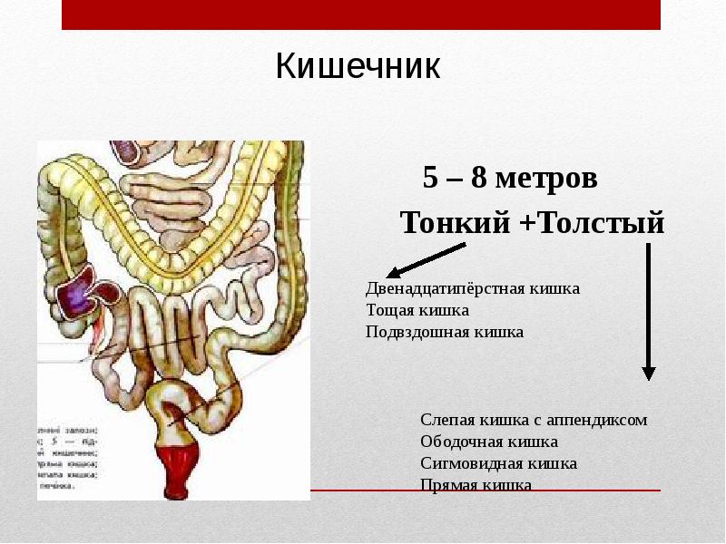 Ткани толстой кишки