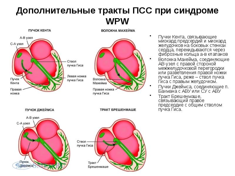 Проводящая система сердца механизм автоматии сердца презентация