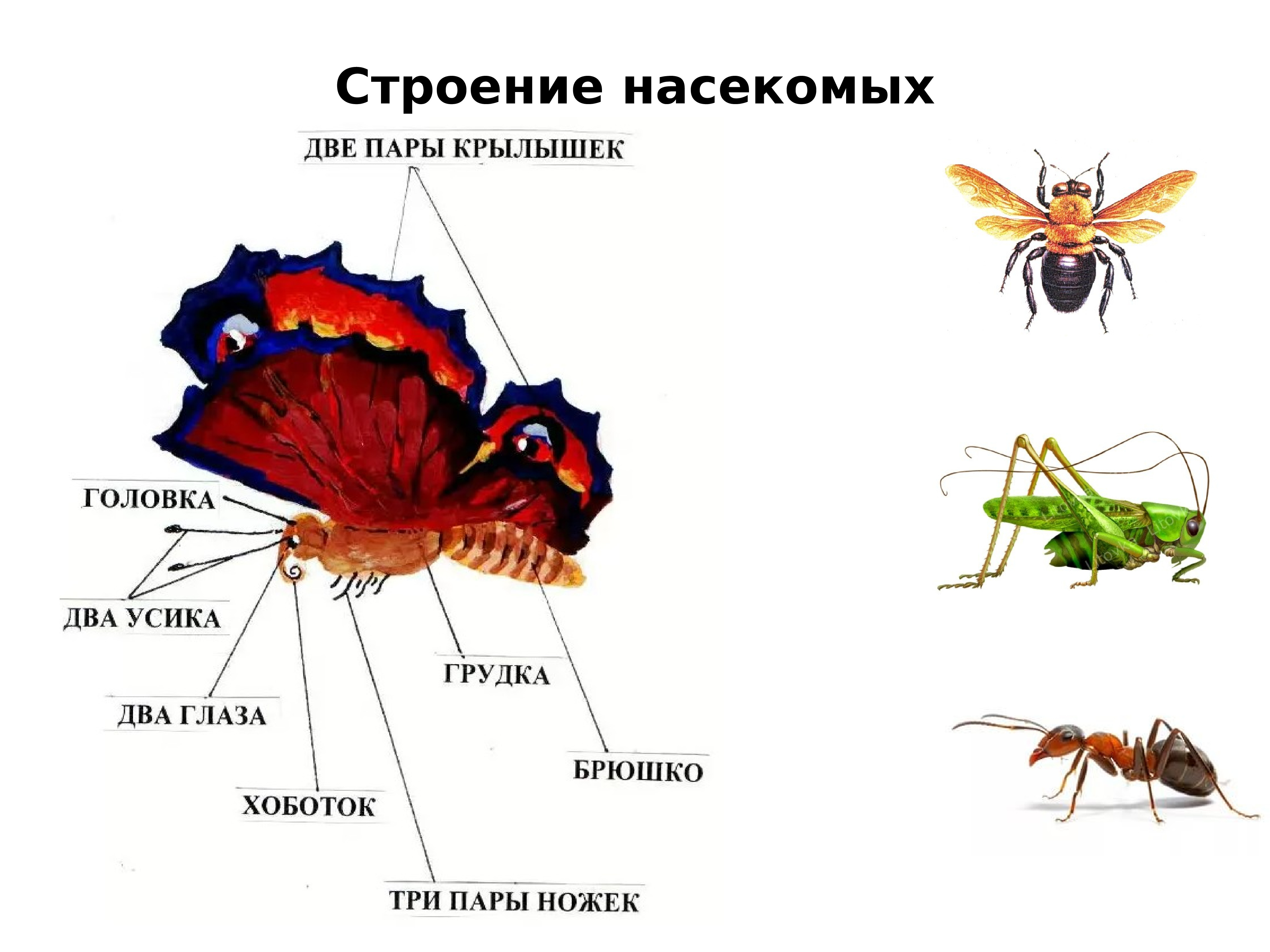 строение насекомых картинки