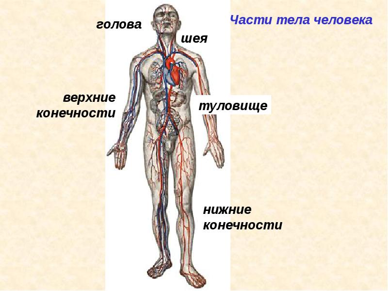 Анатомия человека презентация