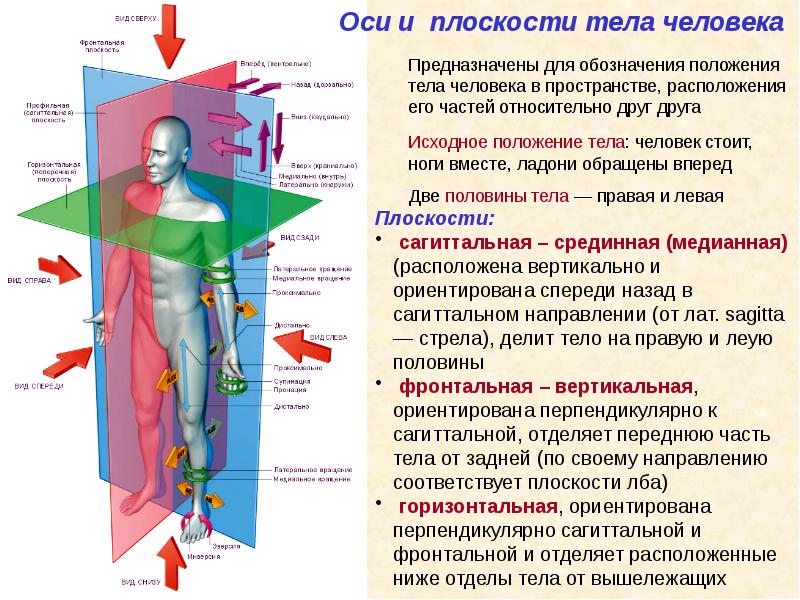 Презентация по анатомии