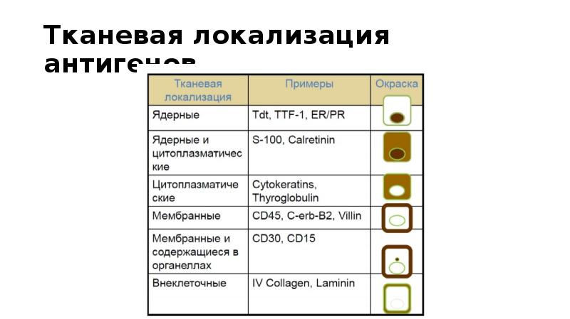 Иммуногистохимические методы презентация