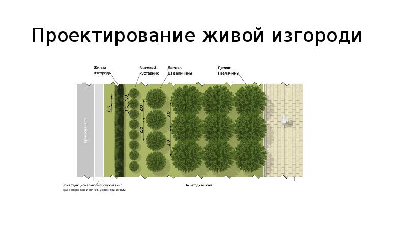 Живая изгородь на плане