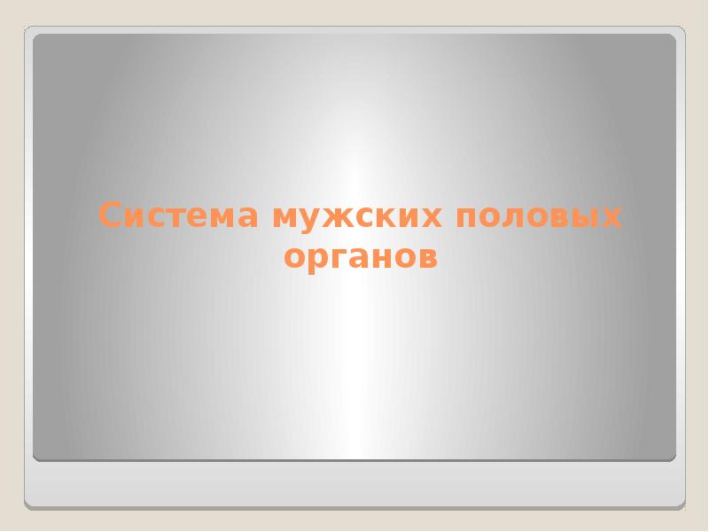 Система мужских половых органов