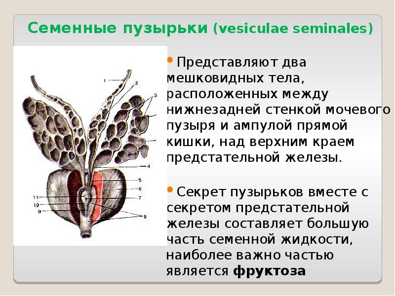 Семенные пузырьки (vesiculae seminales) Представляют два мешковидных тела, расположенных между нижнезадней