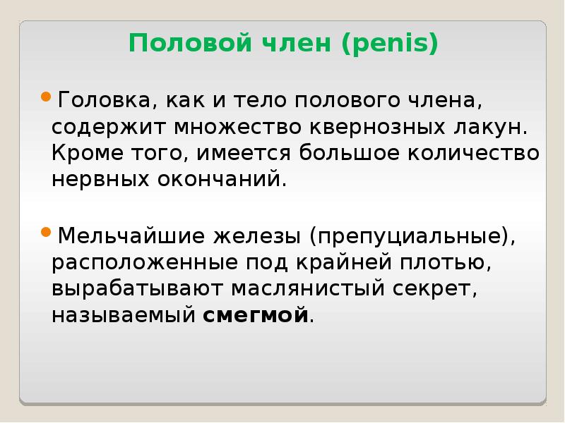 Половой член (penis)  Головка, как и тело полового члена, содержит