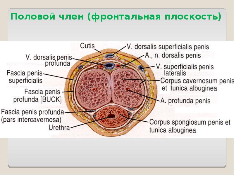 Половой член (фронтальная плоскость)