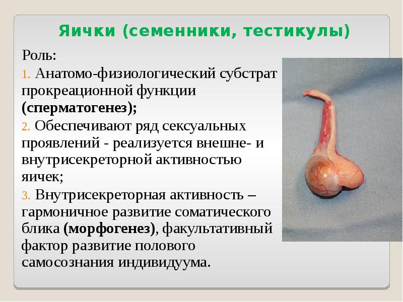 Яички (семенники, тестикулы) Роль:  Анатомо-физиологический субстрат прокреационной функции (сперматогенез); 