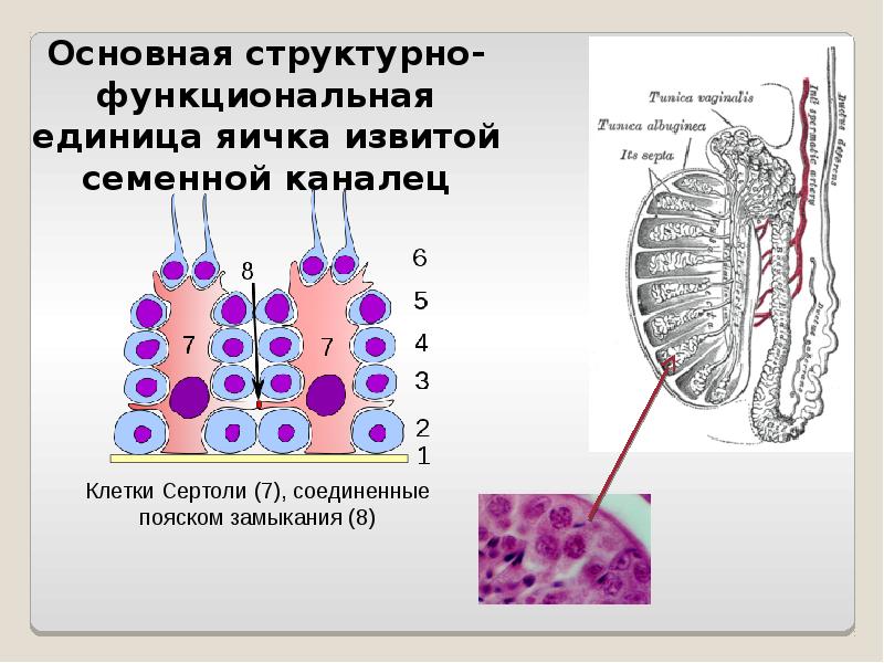 Основная структурно-функциональная единица яичка извитой семенной каналец Основная структурно-функциональная единица яичка
