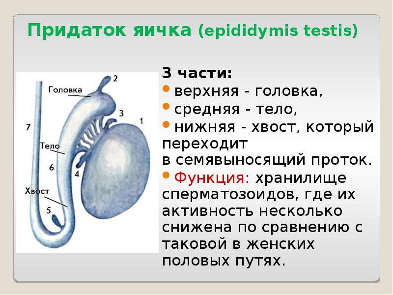 Придаток яичка (epididymis testis) 3 части: верхняя - головка, средняя - те...