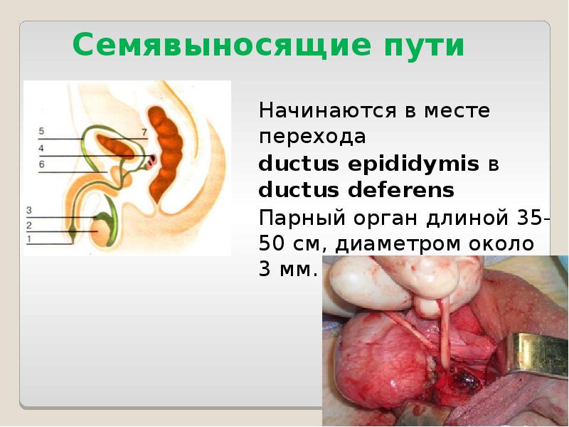 Семявыносящие пути Начинаются в месте перехода  ductus epididymis в ductus